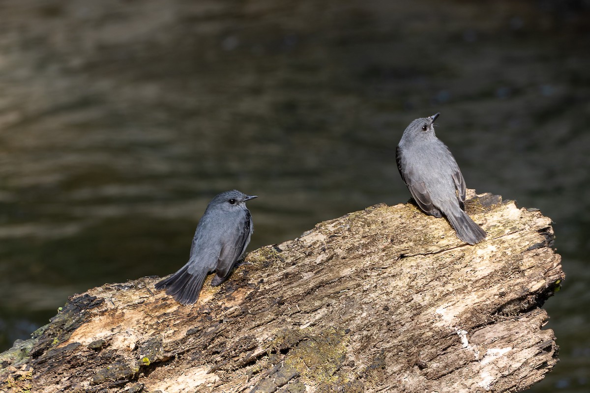 Cassin's Flycatcher - ML622430645