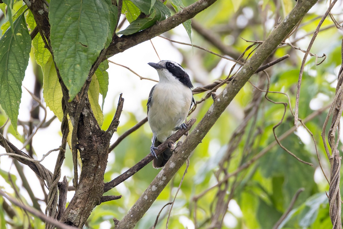 Gray-green Bushshrike - ML622430711