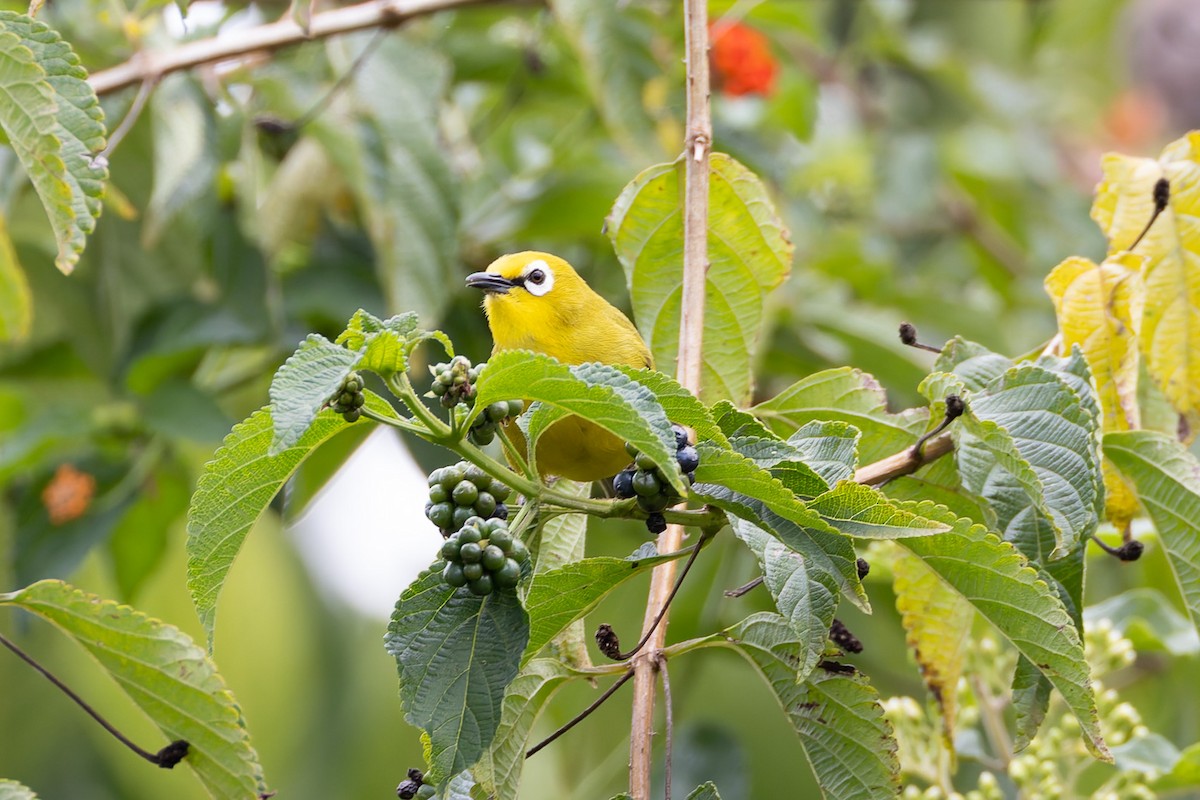 Northern Yellow White-eye - ML622430714