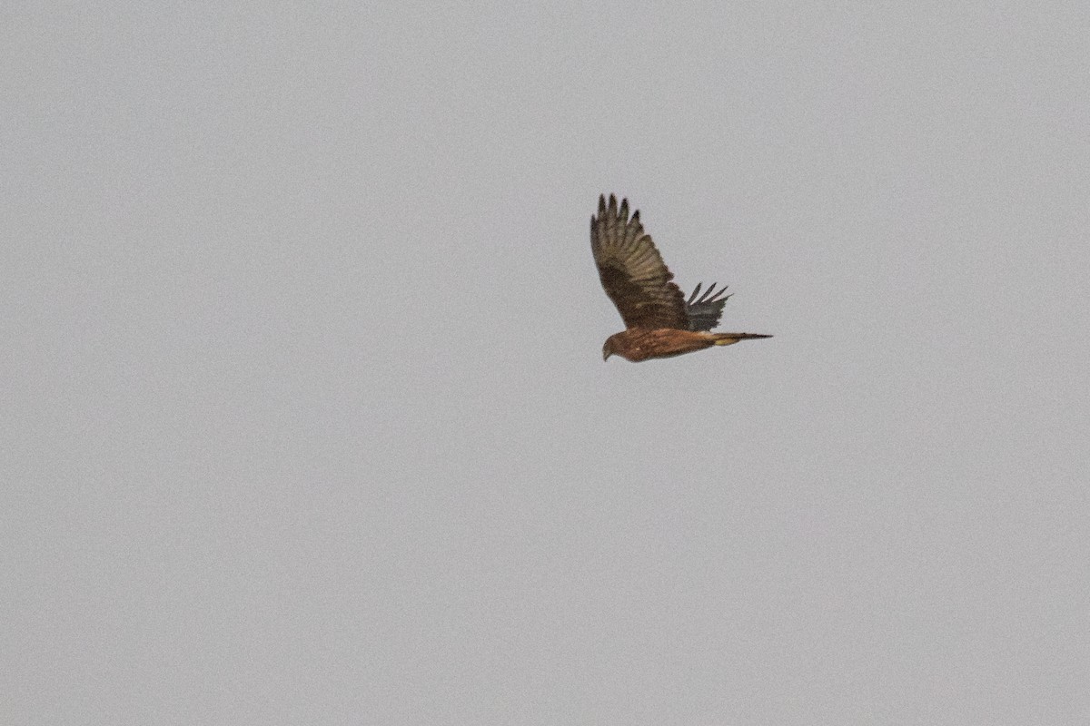 Swamp Harrier - ML622430735