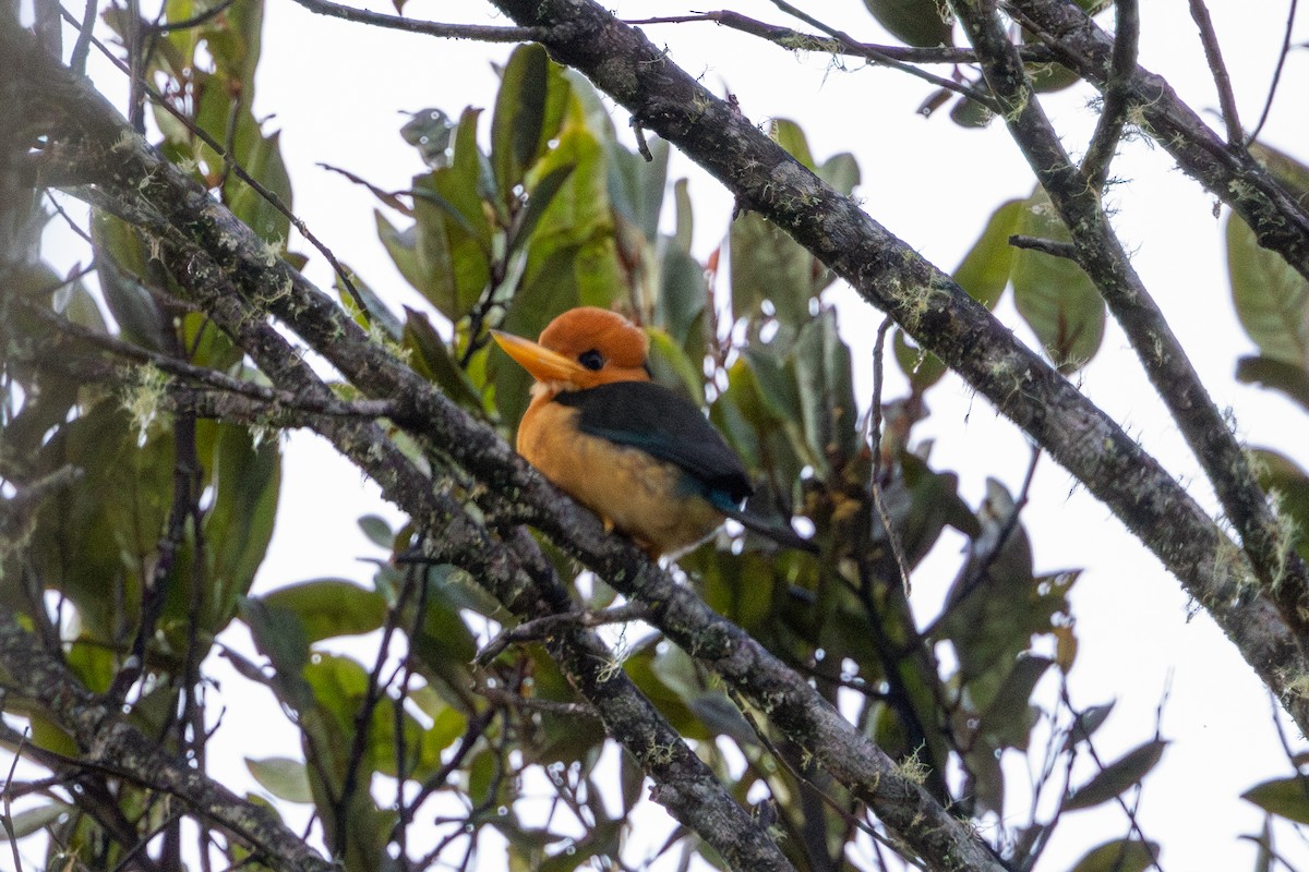 Mountain Kingfisher - David Spencer