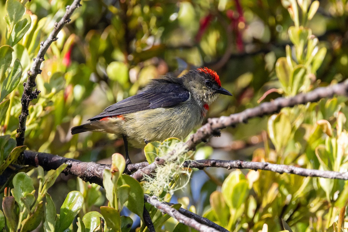 Red-capped Flowerpecker - ML622430858