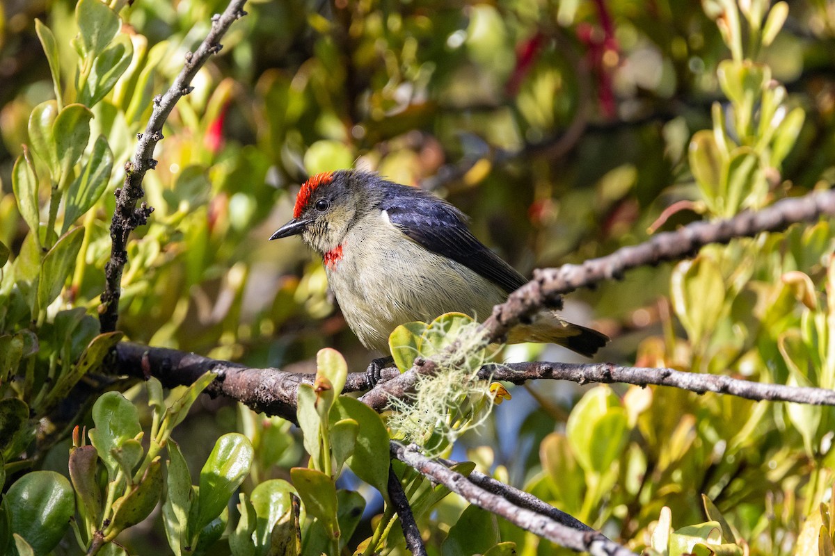 Red-capped Flowerpecker - ML622430861