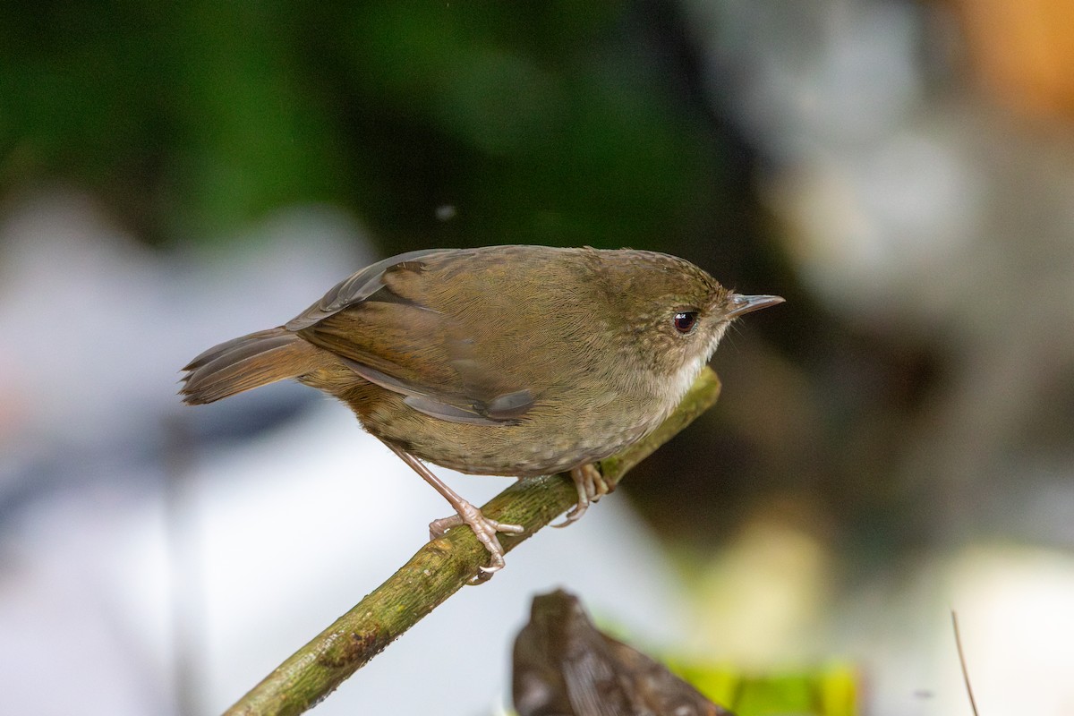 Mountain Mouse-Warbler - ML622430910