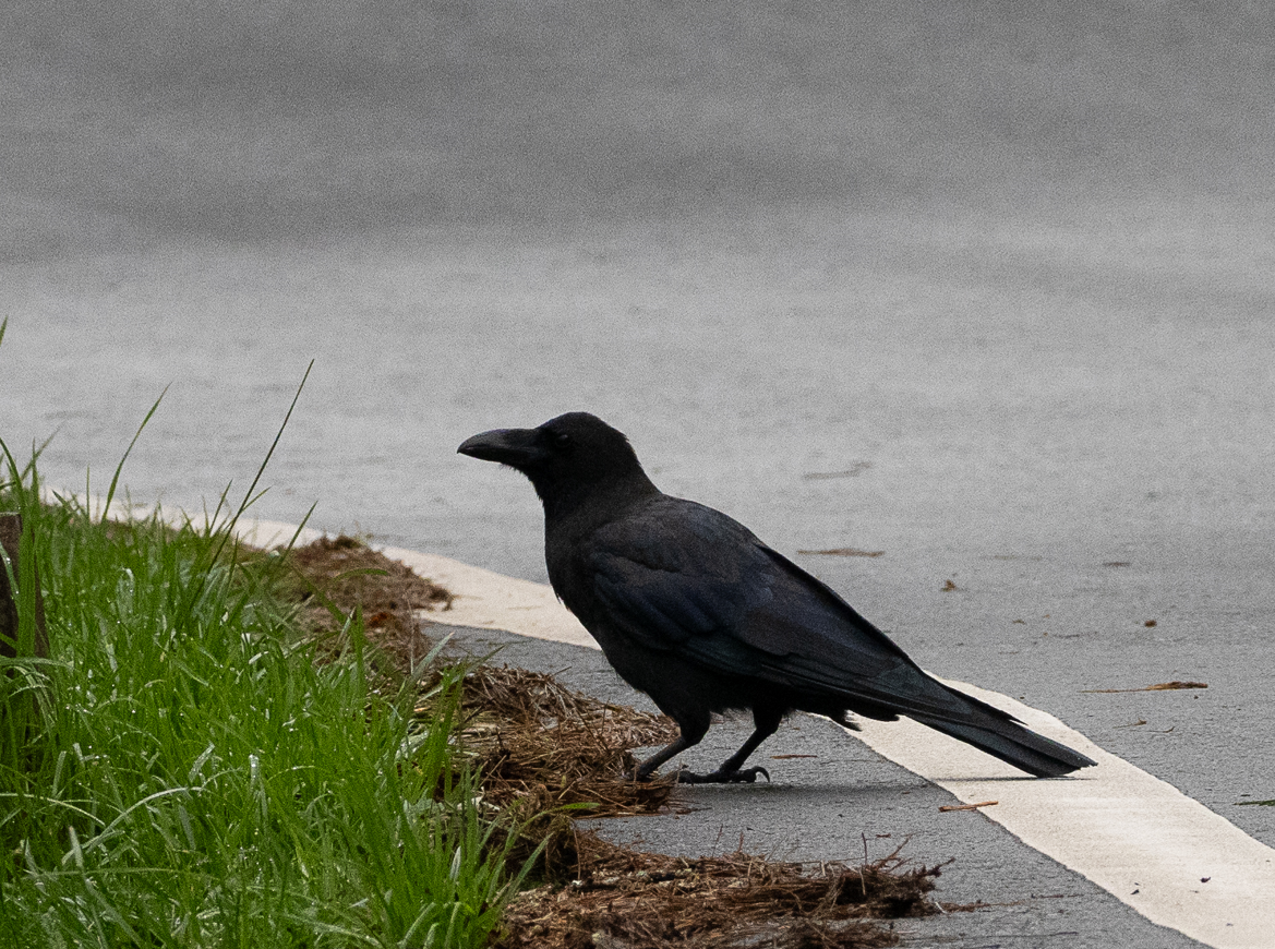 Large-billed Crow - ML622430965