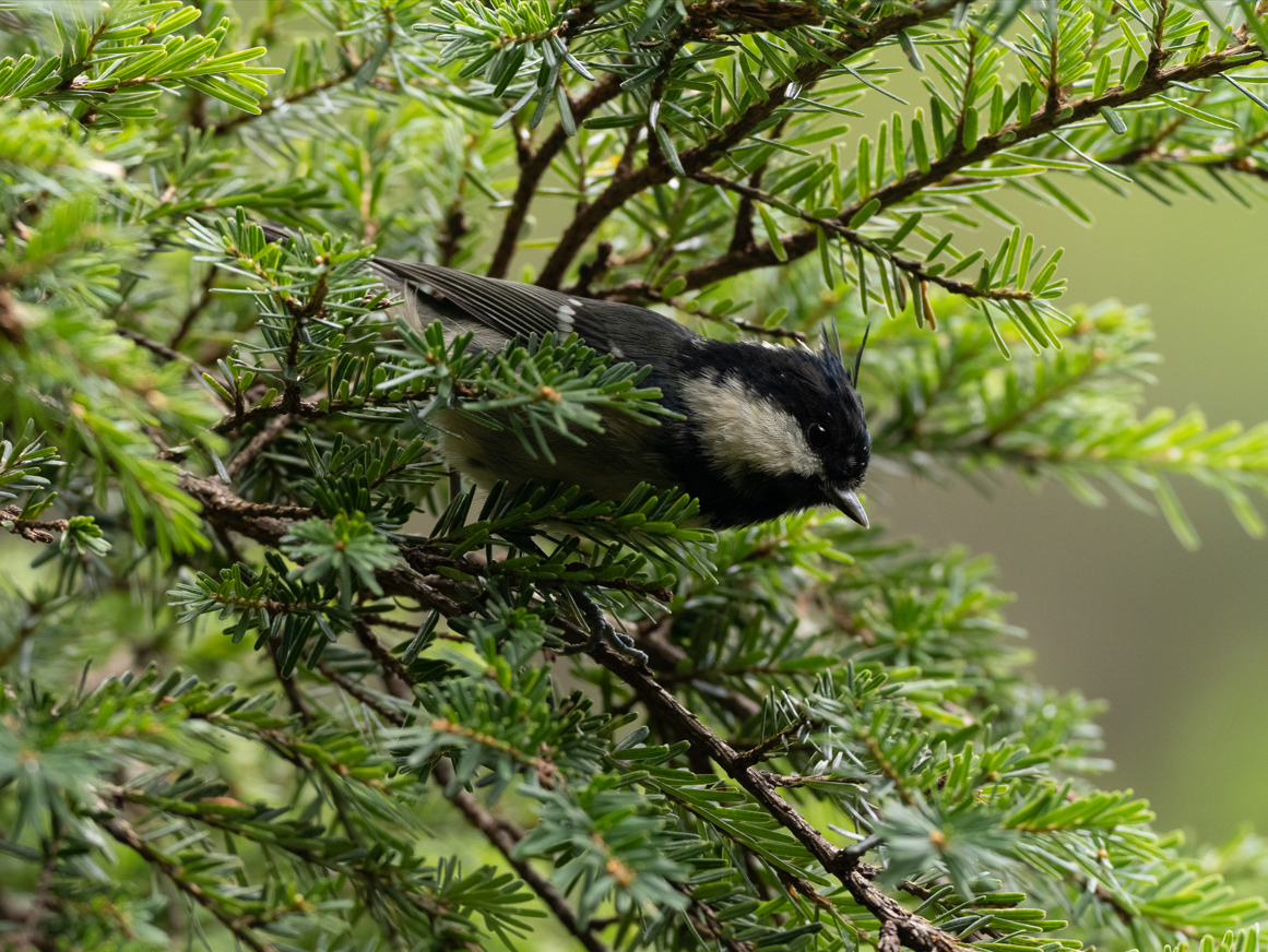 Coal Tit - Yulin Shen