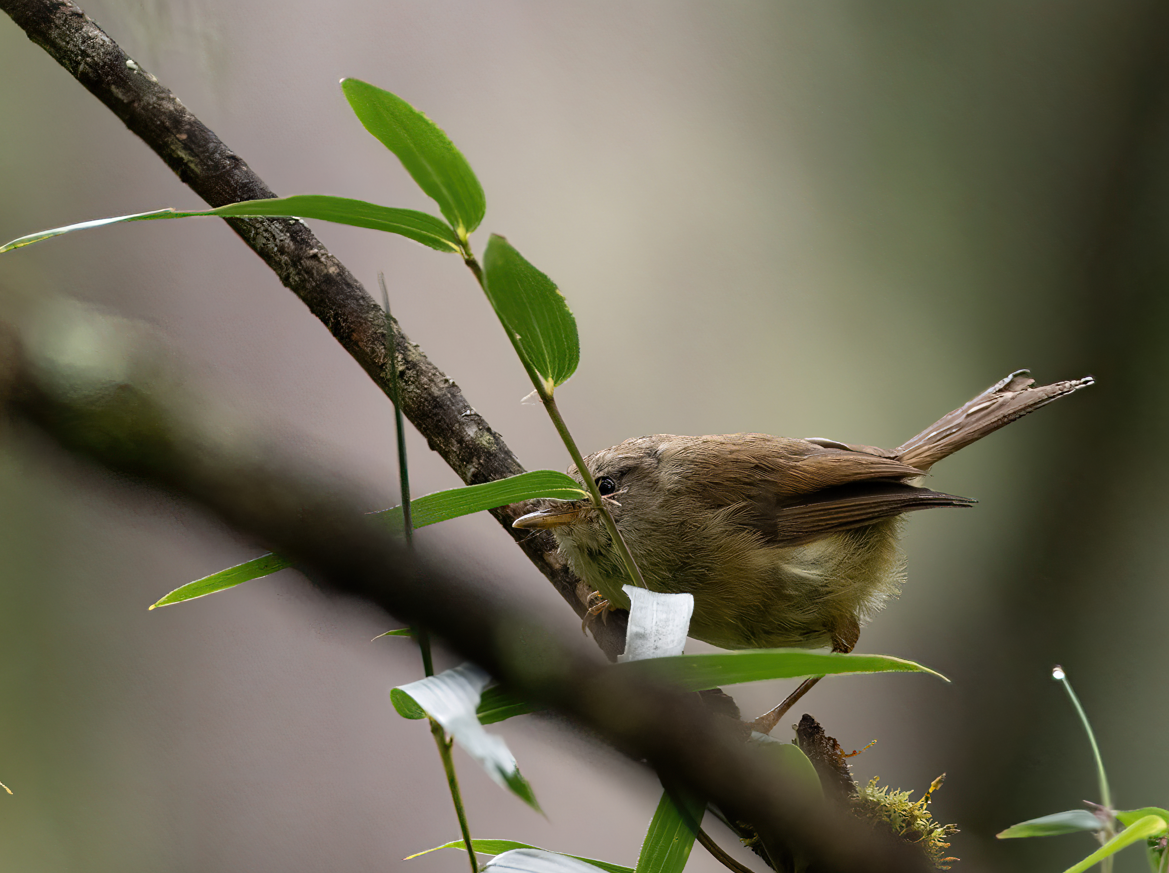 Yellowish-bellied Bush Warbler - ML622430969