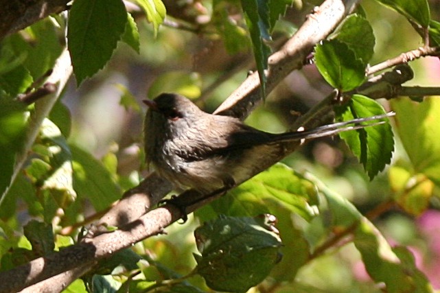 Purple-backed Fairywren - ML622430978