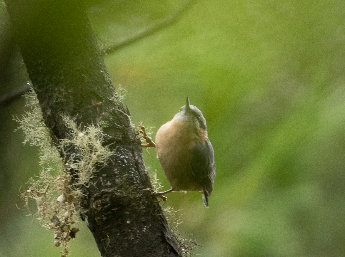 Eurasian Nuthatch - ML622430996