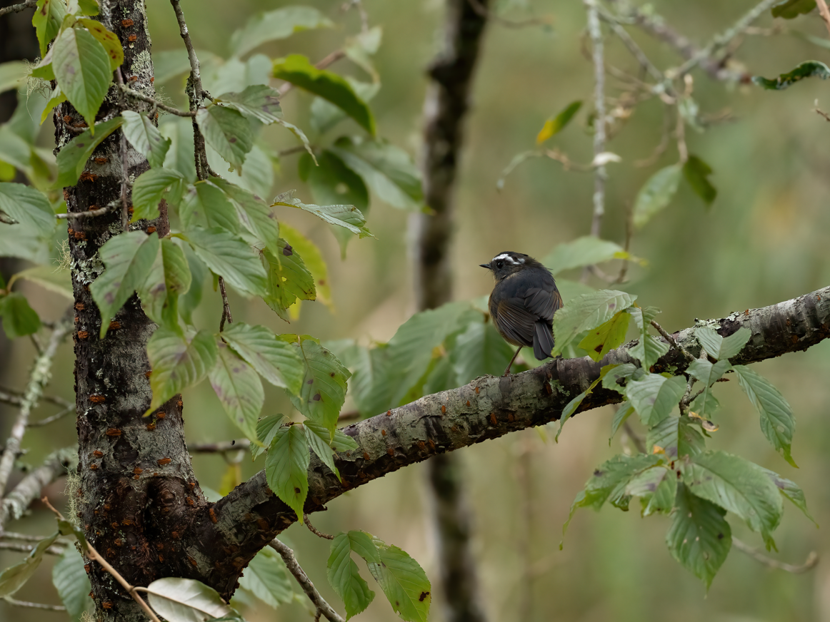 White-browed Bush-Robin (Taiwan) - Yulin Shen