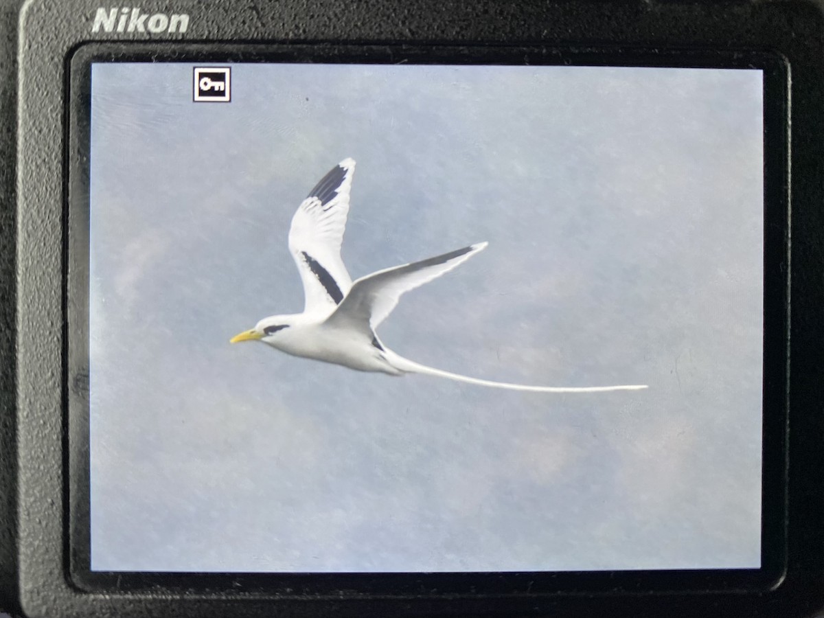 White-tailed Tropicbird - ML622431106