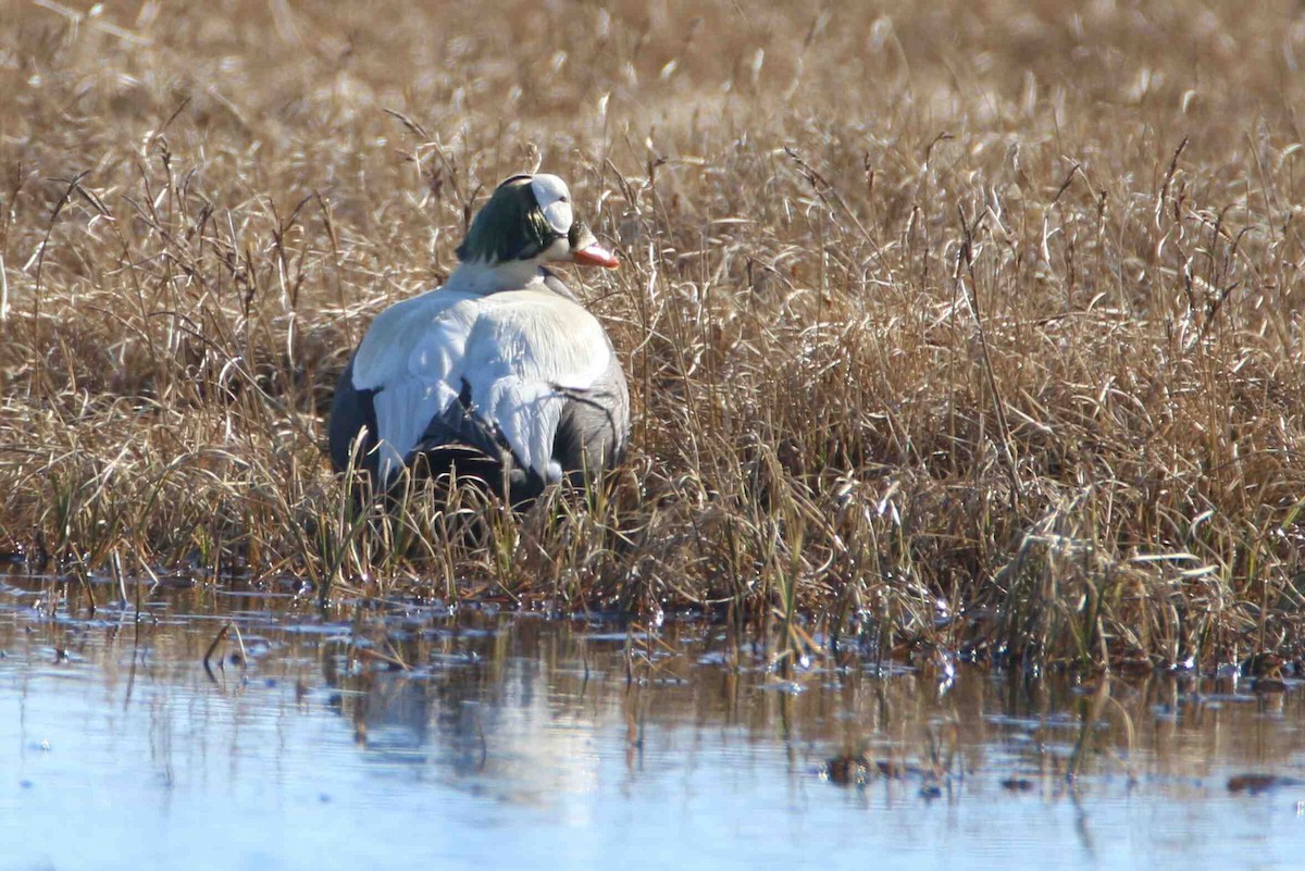 Spectacled Eider - ML62243111