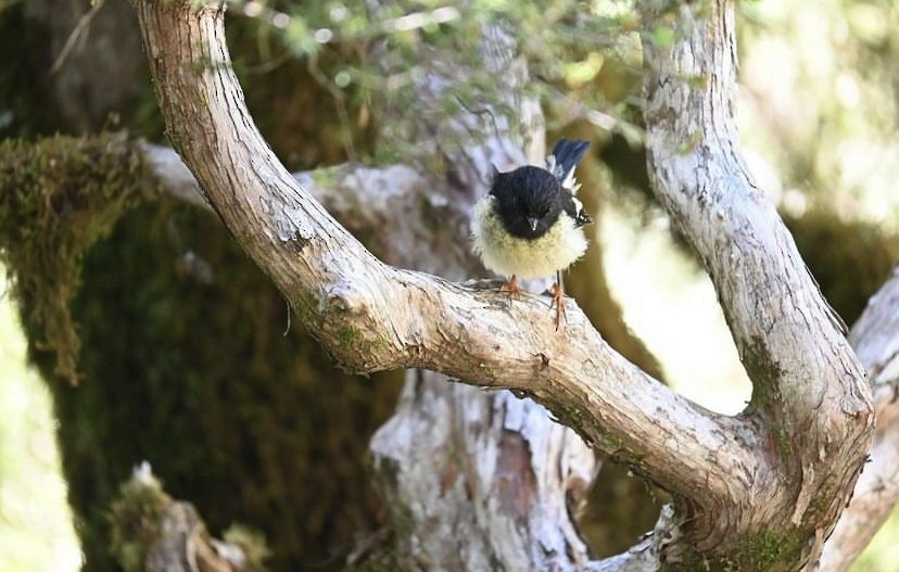 Tomtit - Ana de Joux