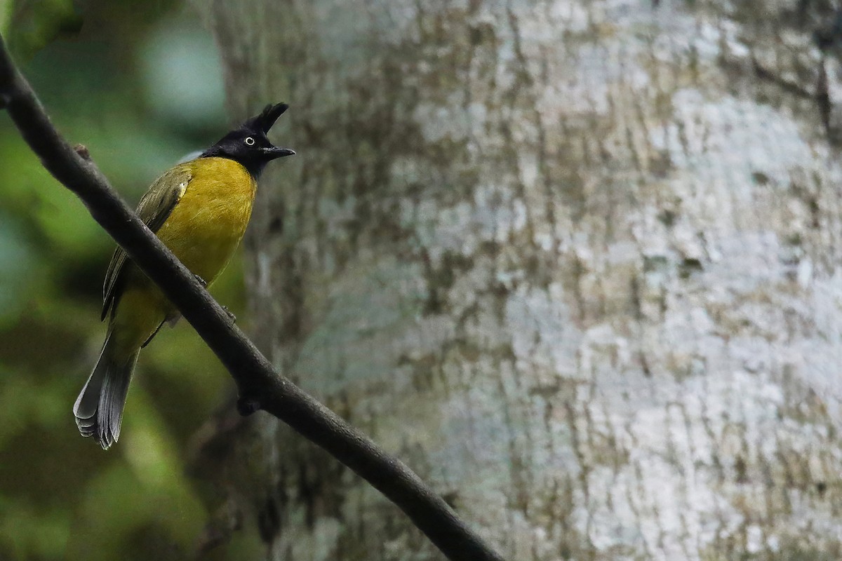 Black-crested Bulbul - ML622431165