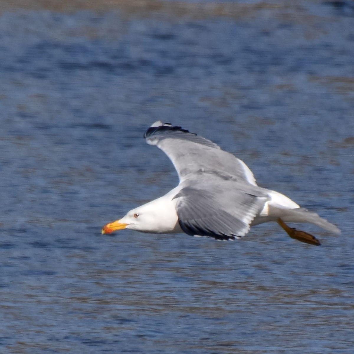 Goéland leucophée - ML622431211