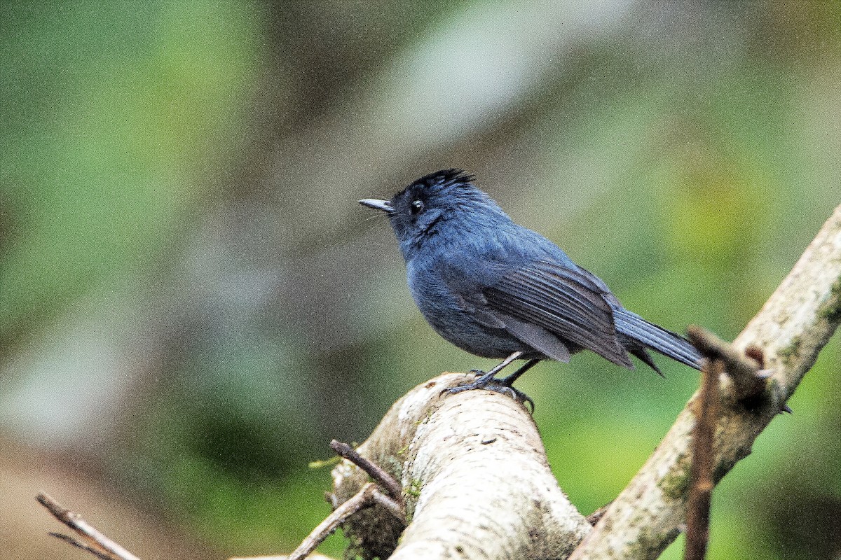 Dusky Crested Flycatcher - ML622431283