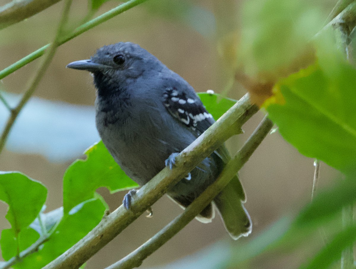 Salvadori's Antwren - David Cabrera