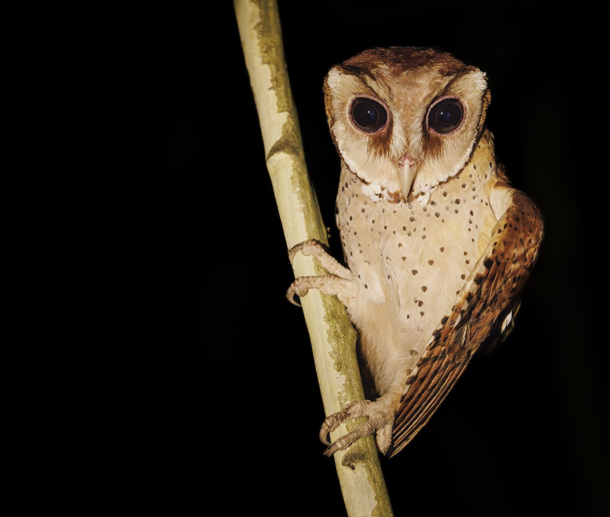 Oriental Bay-Owl - ML622431305