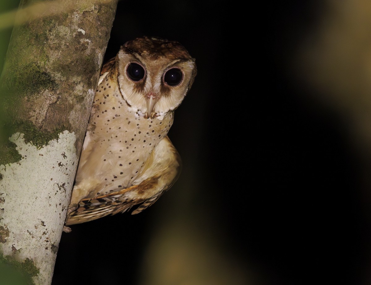 Oriental Bay-Owl - ML622431306