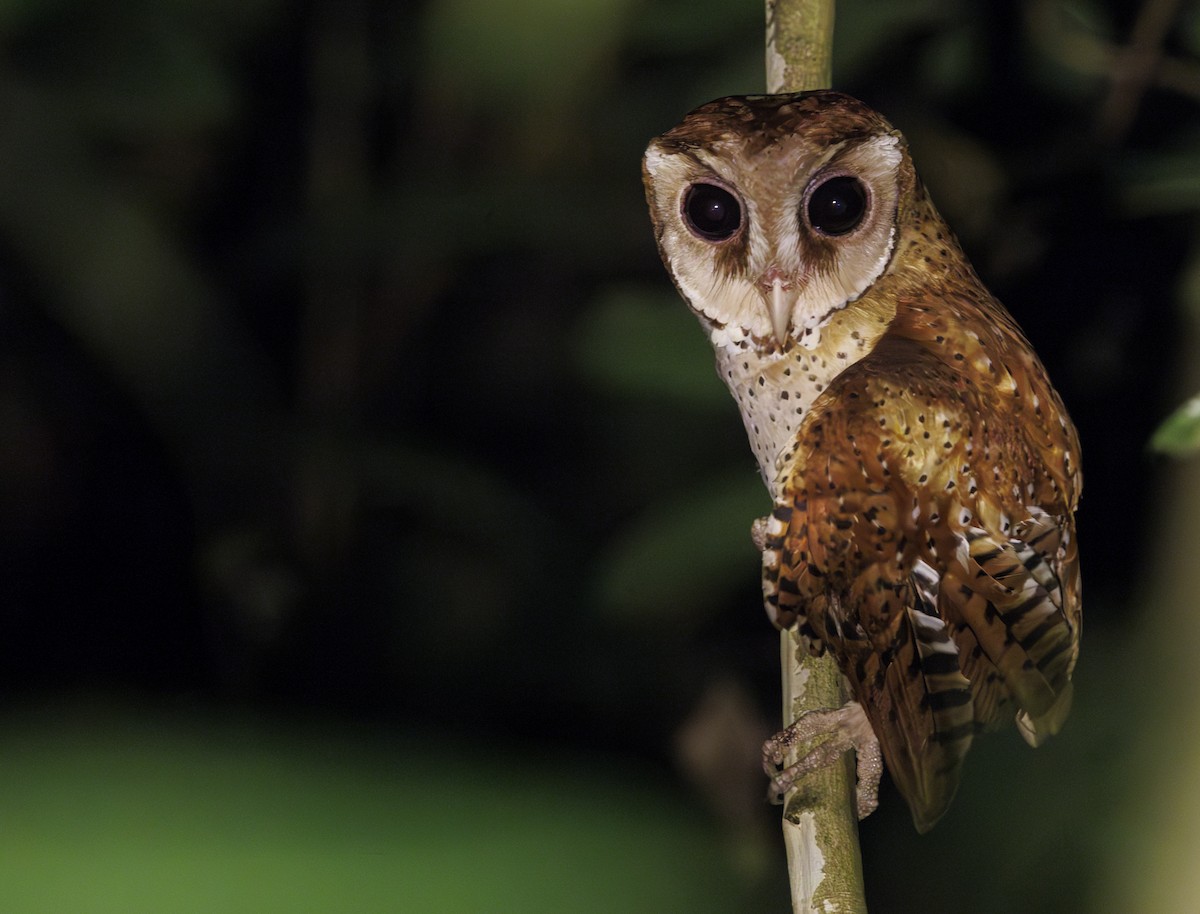 Oriental Bay-Owl - ML622431307