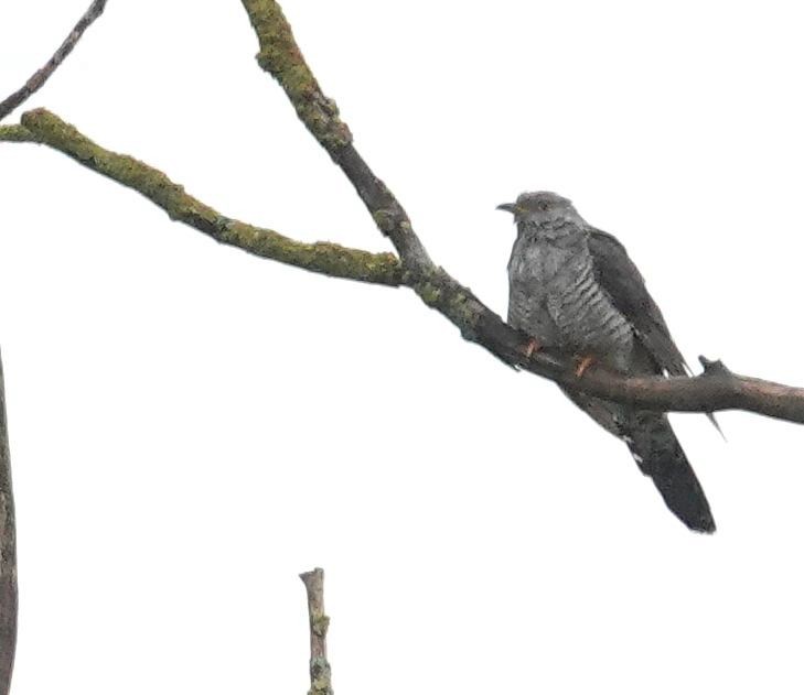 Common Cuckoo - ML622431379