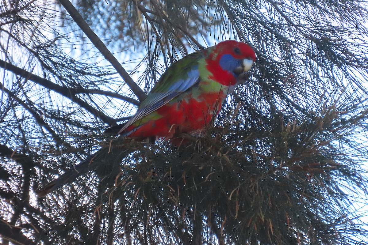 Crimson Rosella - ML622431448