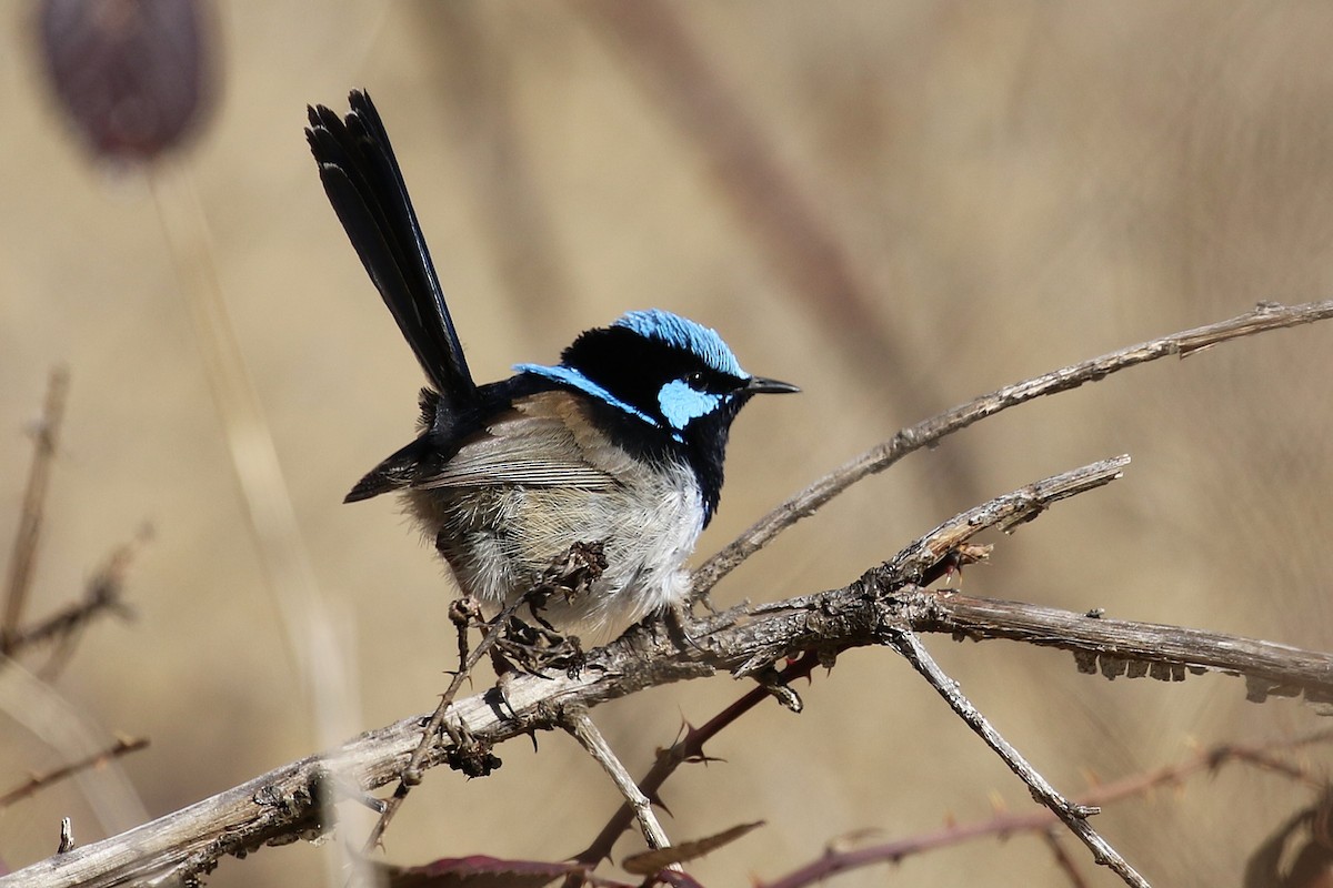 Superb Fairywren - ML622431449