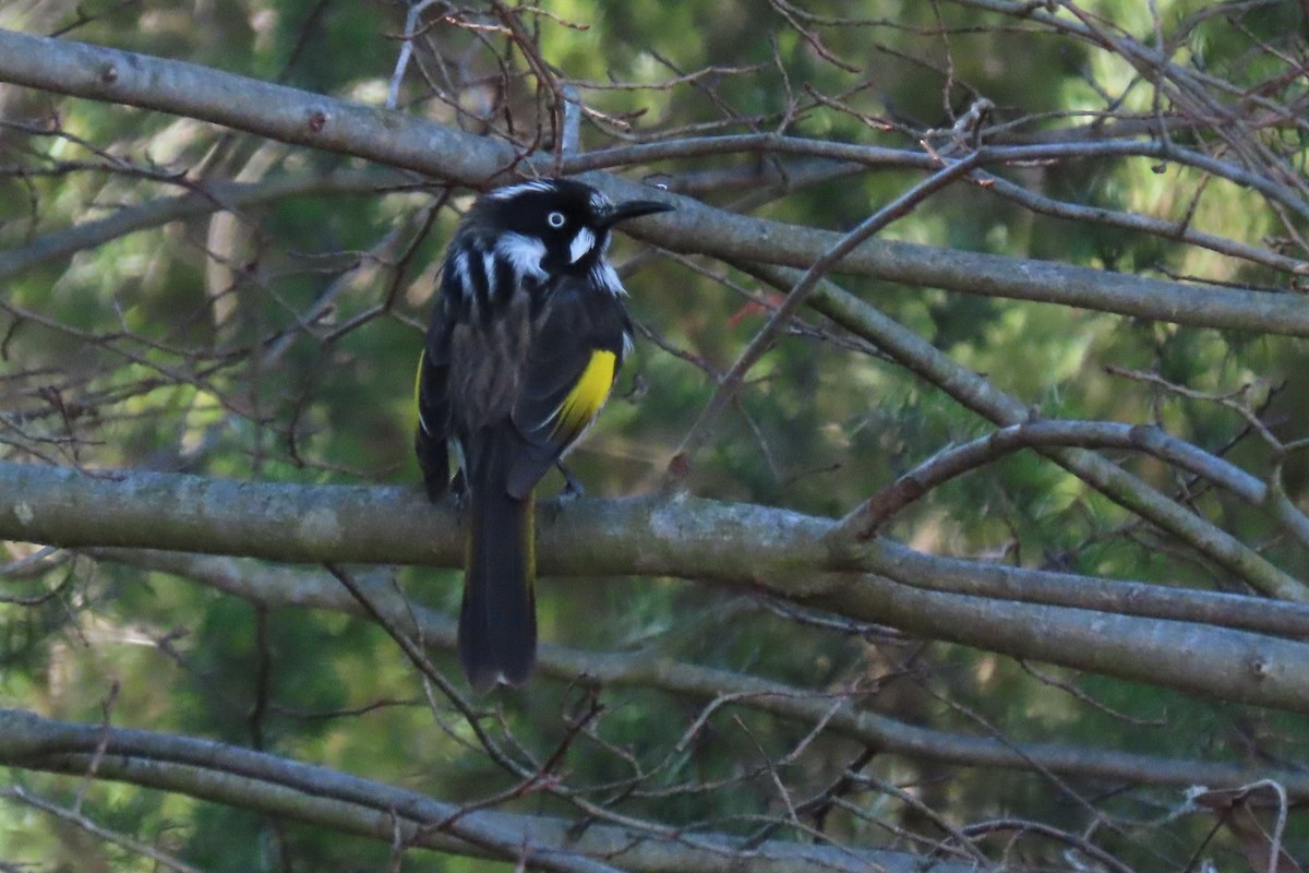 New Holland Honeyeater - ML622431450