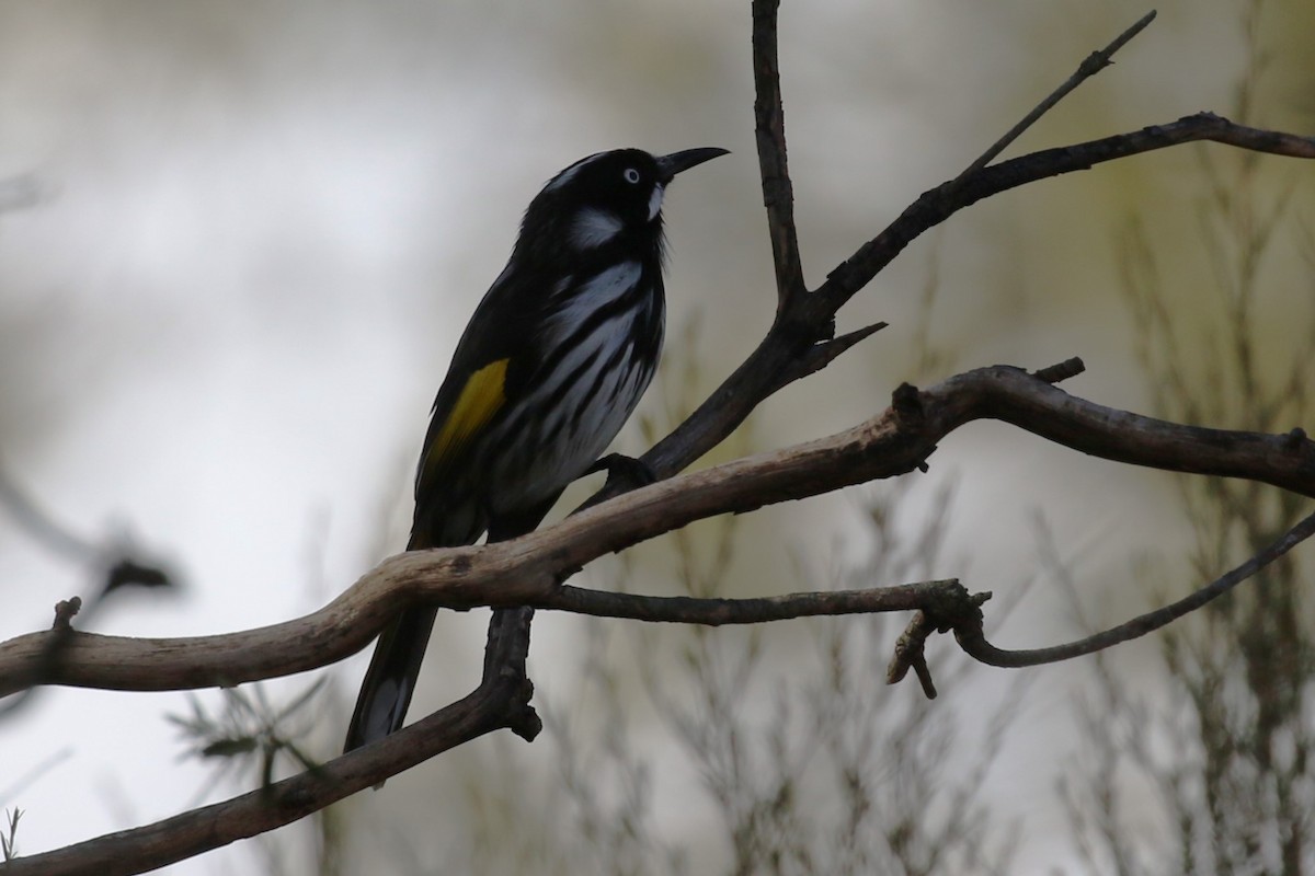 New Holland Honeyeater - ML622431451