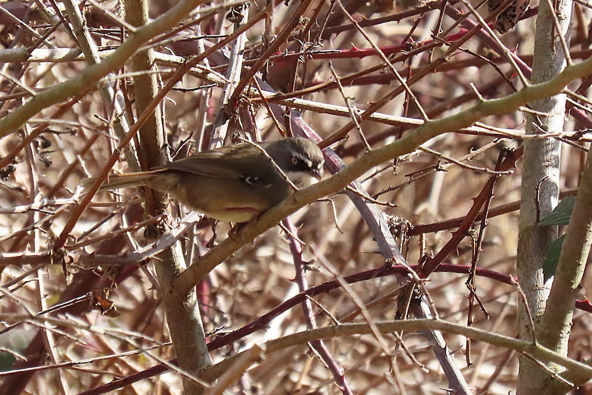 White-browed Scrubwren - ML622431470