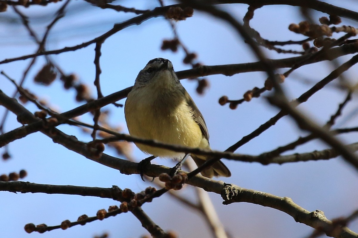 Yellow-rumped Thornbill - ML622431473