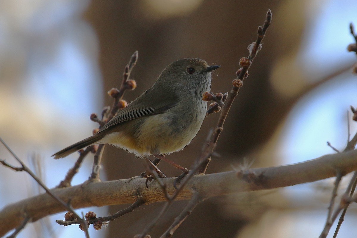 Brown Thornbill - ML622431476