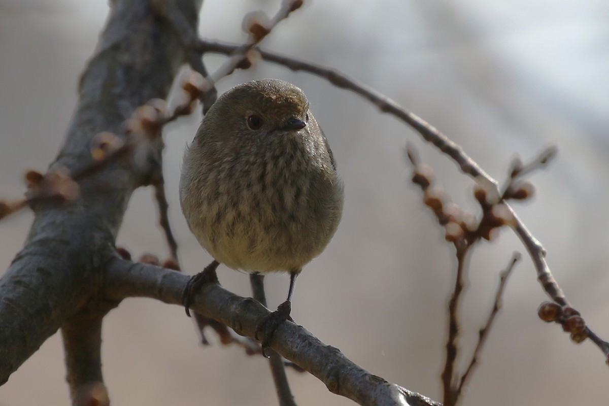 Brown Thornbill - ML622431477