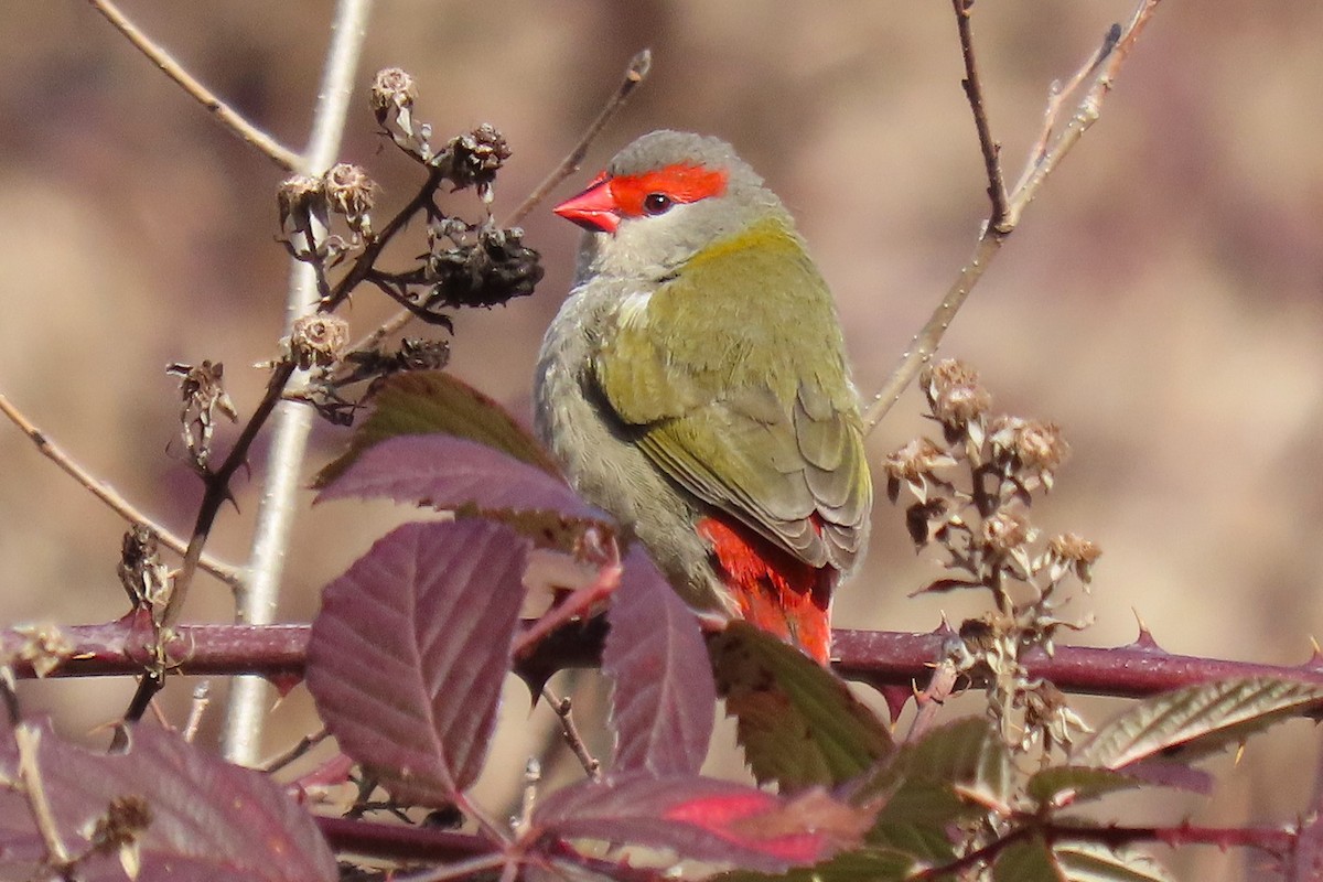 Red-browed Firetail - ML622431479