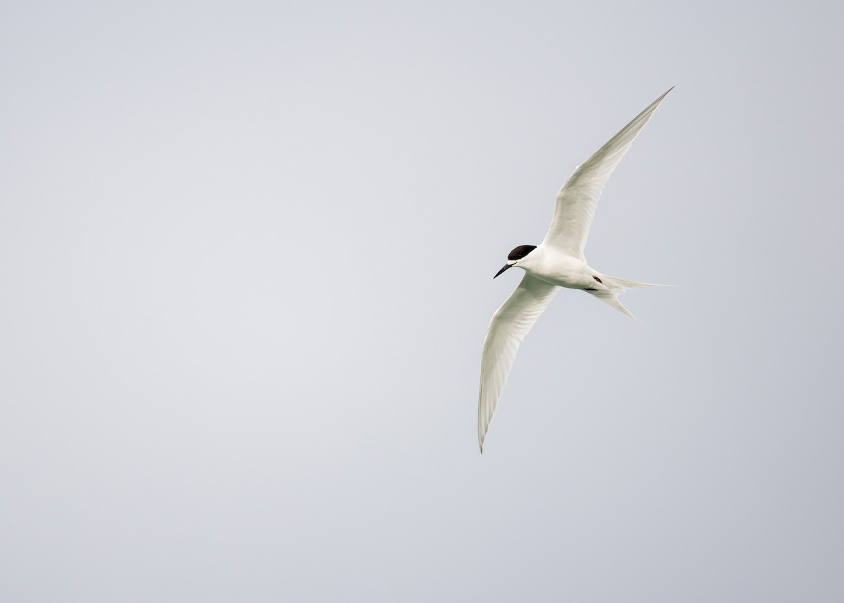 White-fronted Tern - ML622431480
