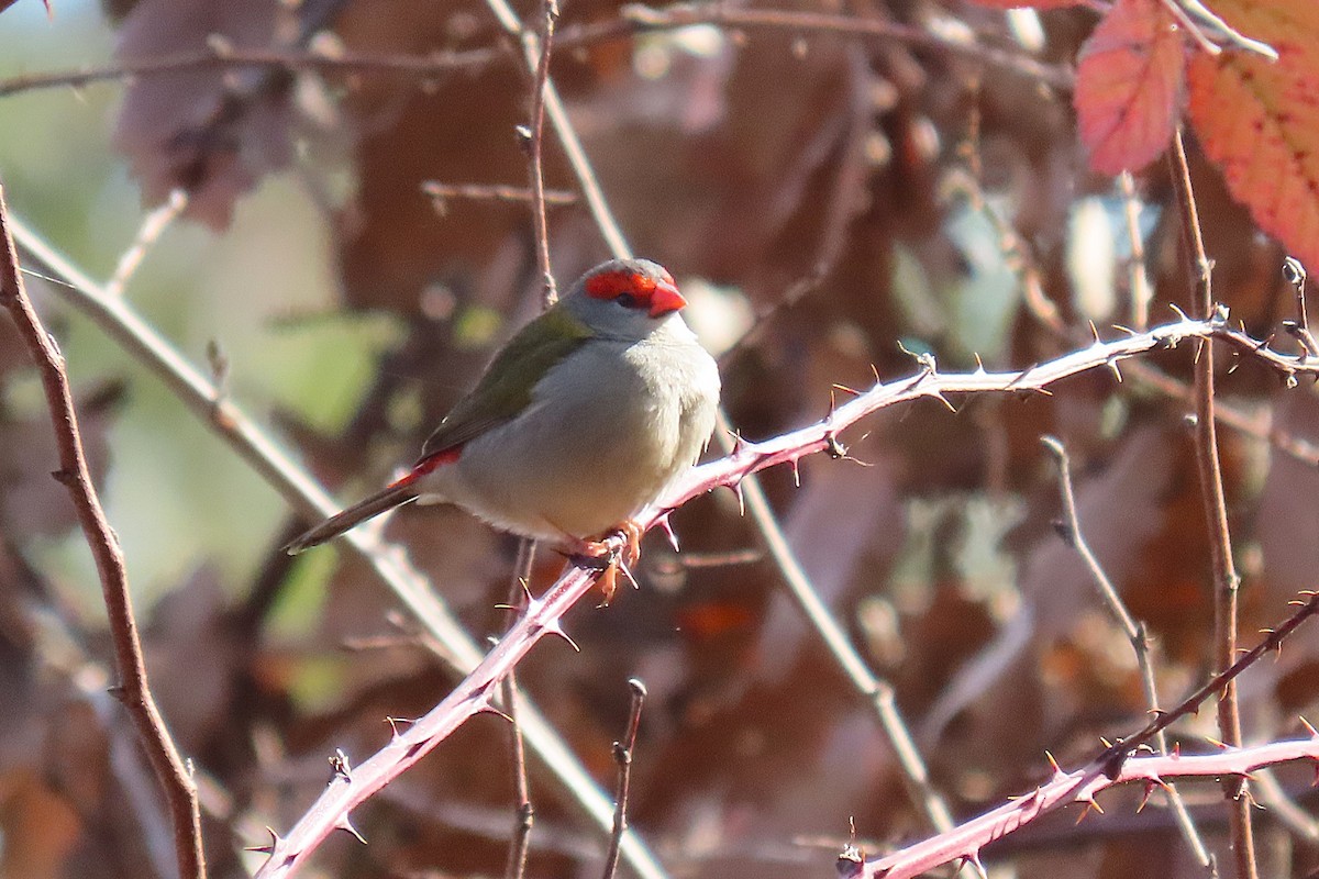 Red-browed Firetail - ML622431481