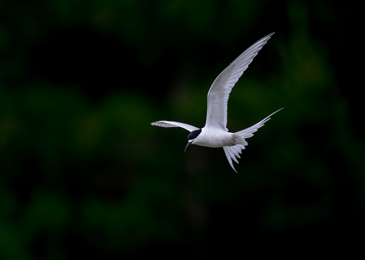 White-fronted Tern - ML622431482