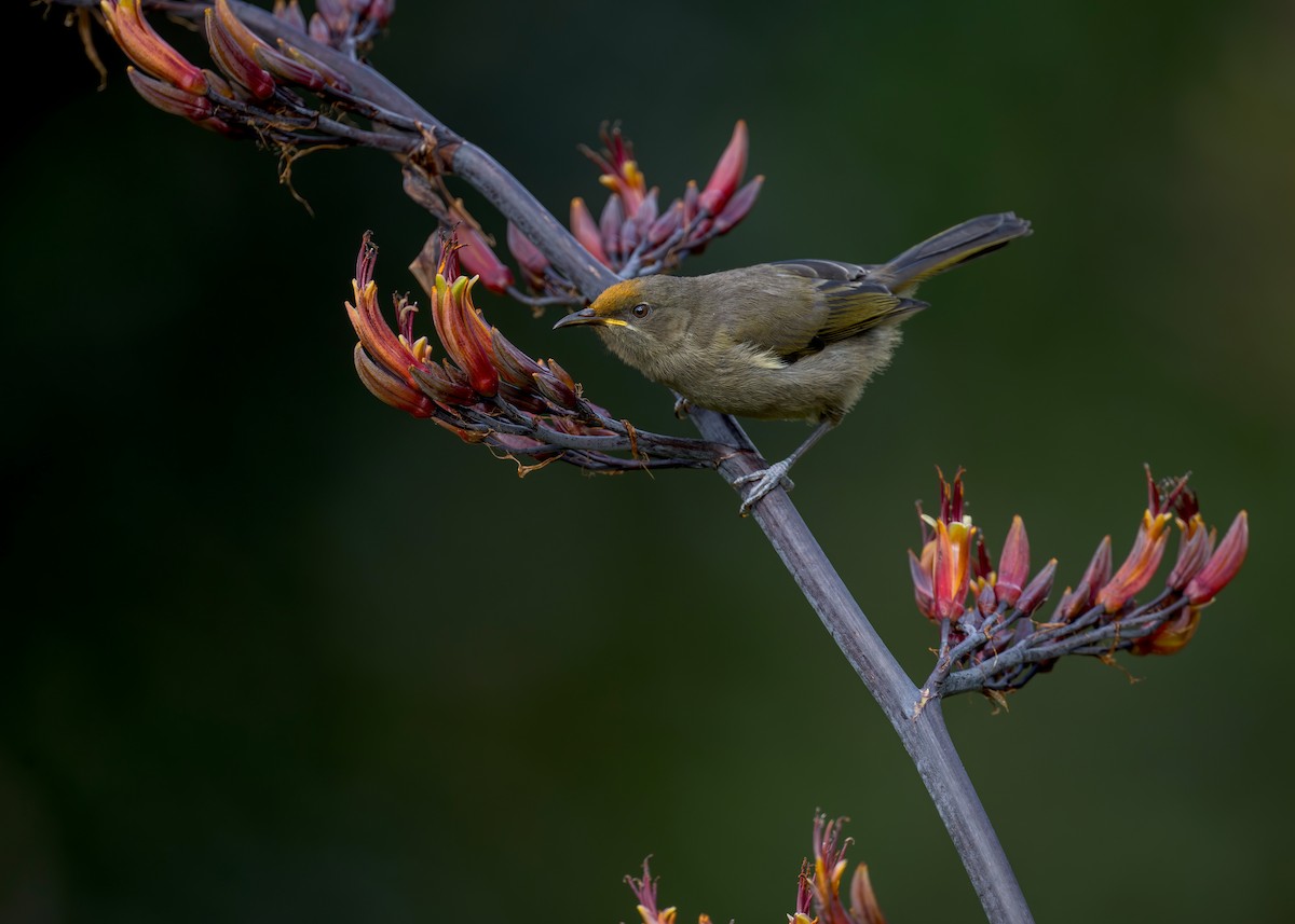 New Zealand Bellbird - ML622431495