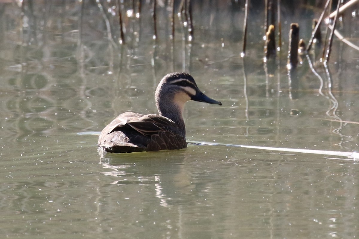 Pacific Black Duck - ML622431498