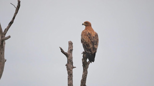 Tawny Eagle - ML622431586