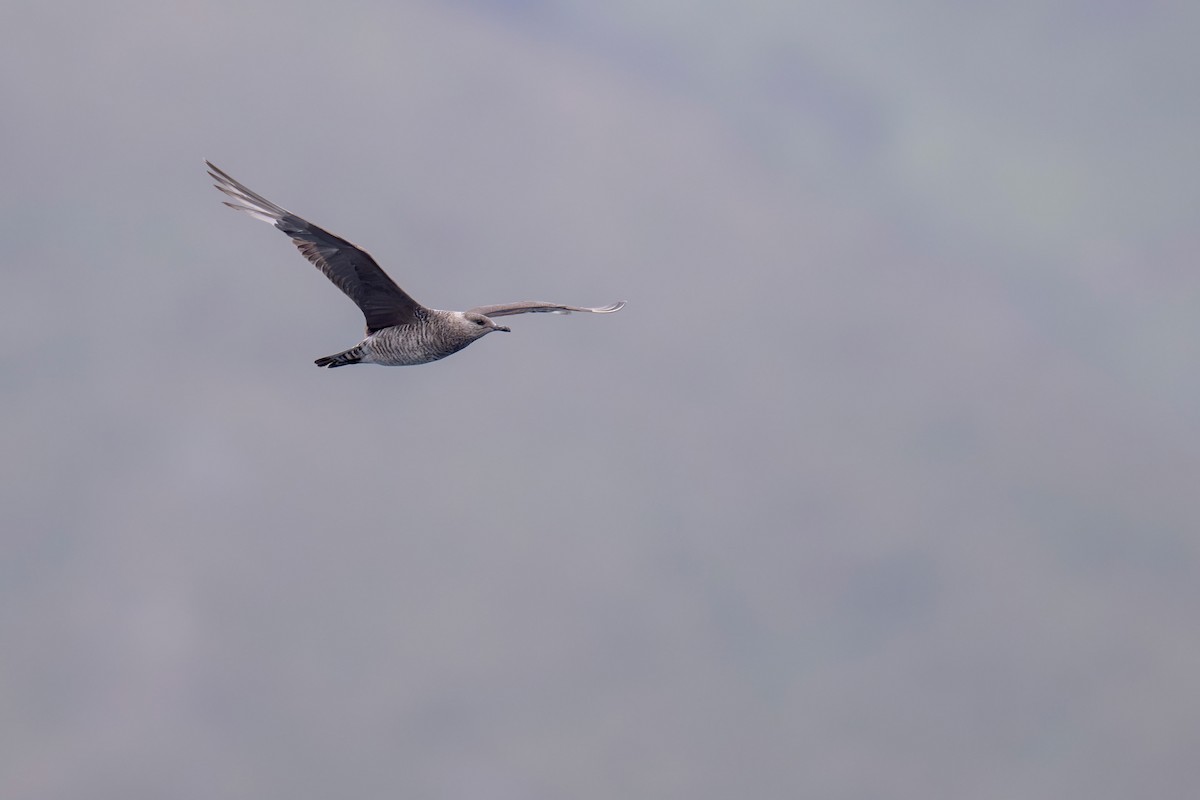 Parasitic Jaeger - ML622431600