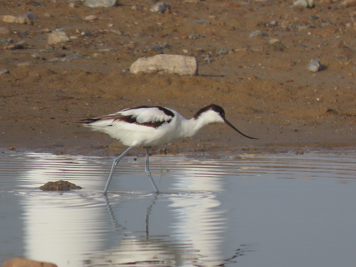 Pied Avocet - Zoe Leclerc