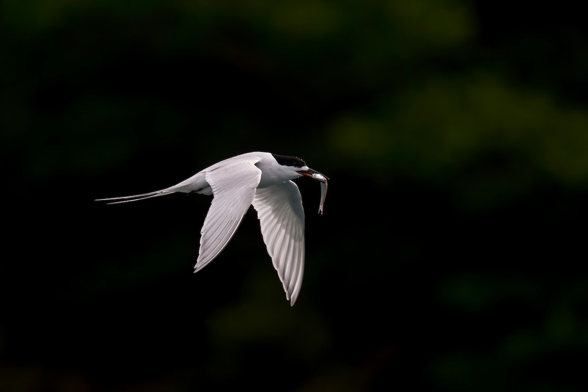 White-fronted Tern - ML622431608