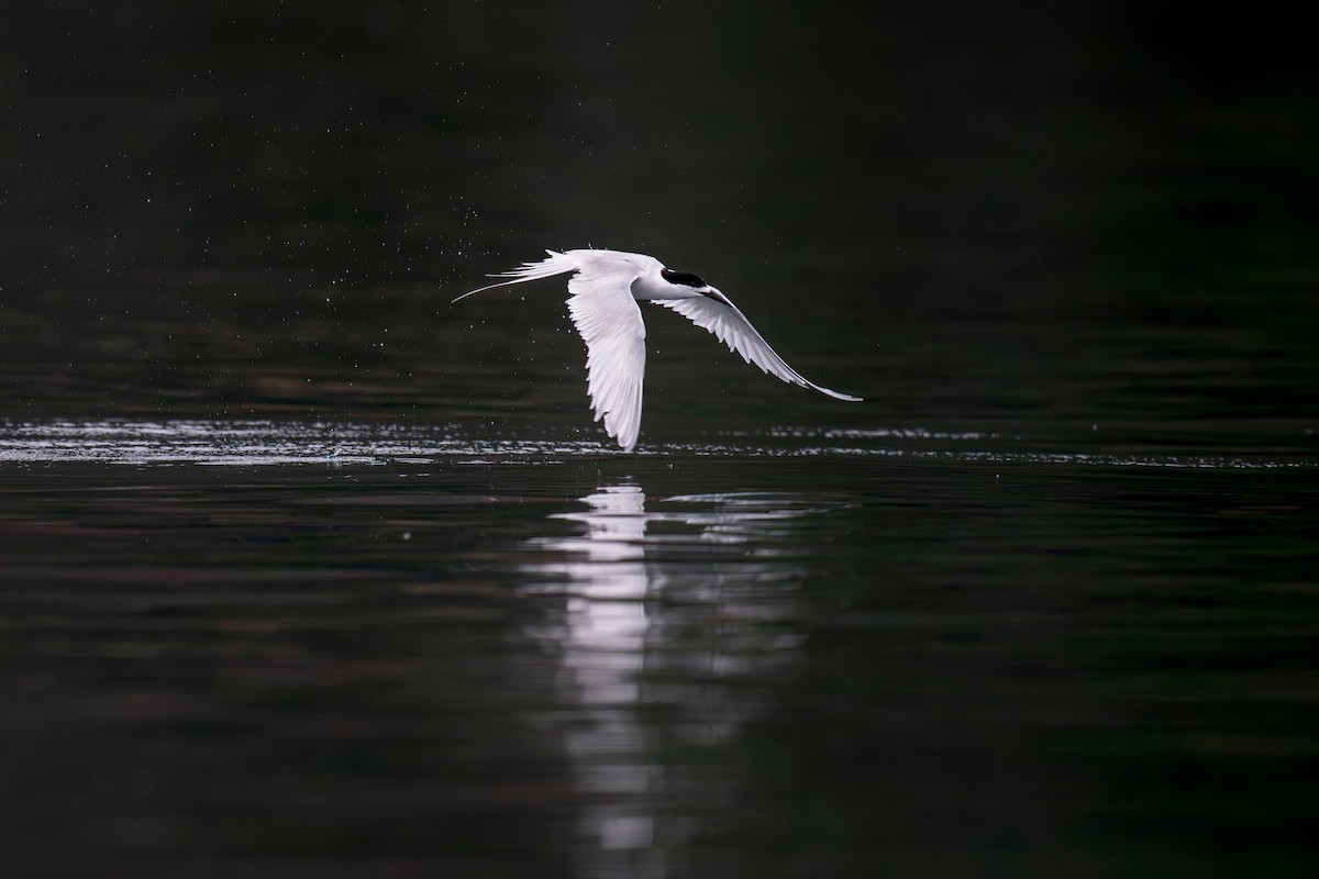 White-fronted Tern - ML622431609