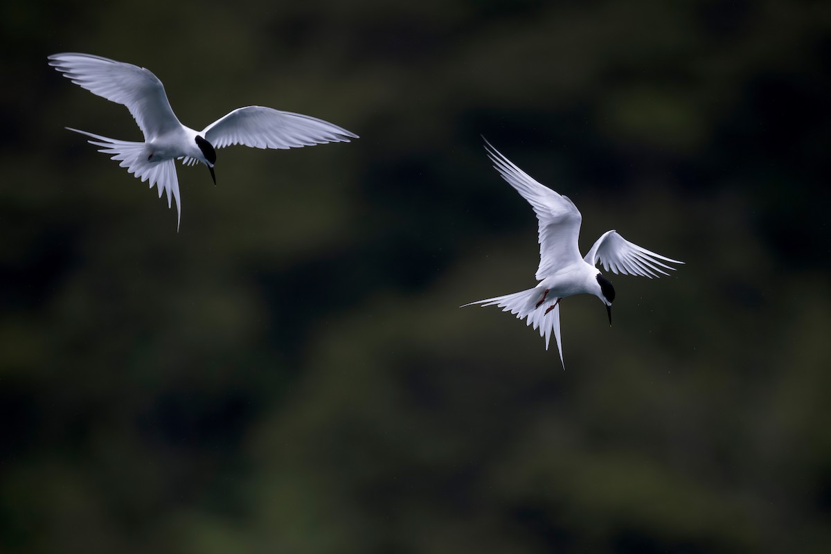 White-fronted Tern - ML622431610