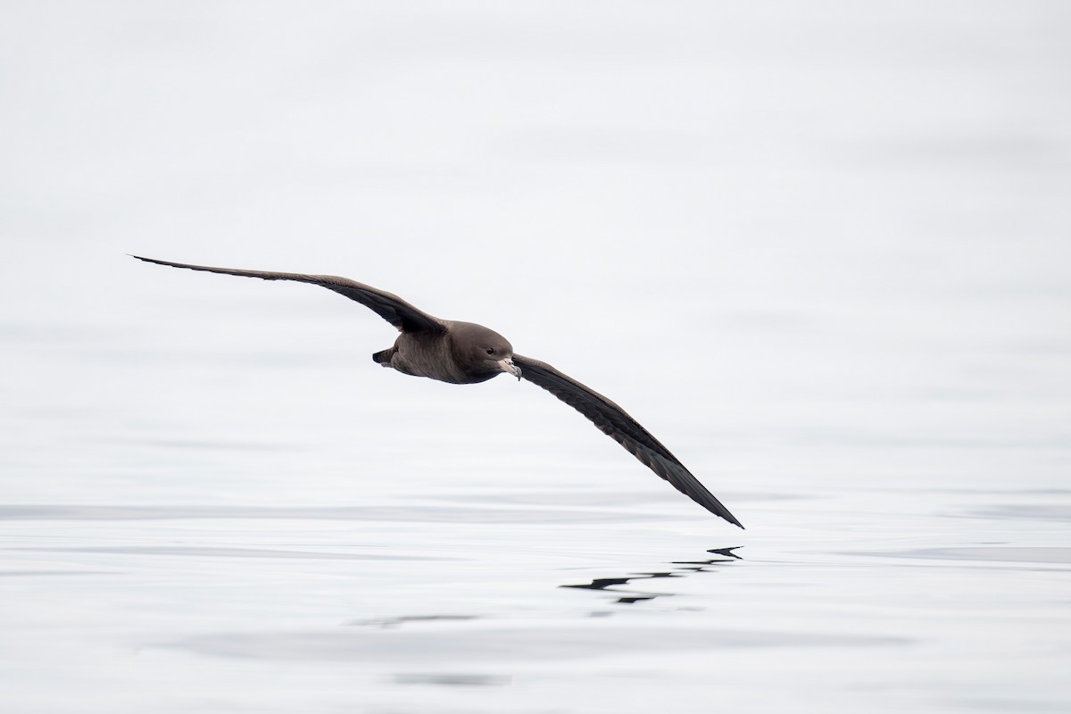 Flesh-footed Shearwater - Heyn de Kock