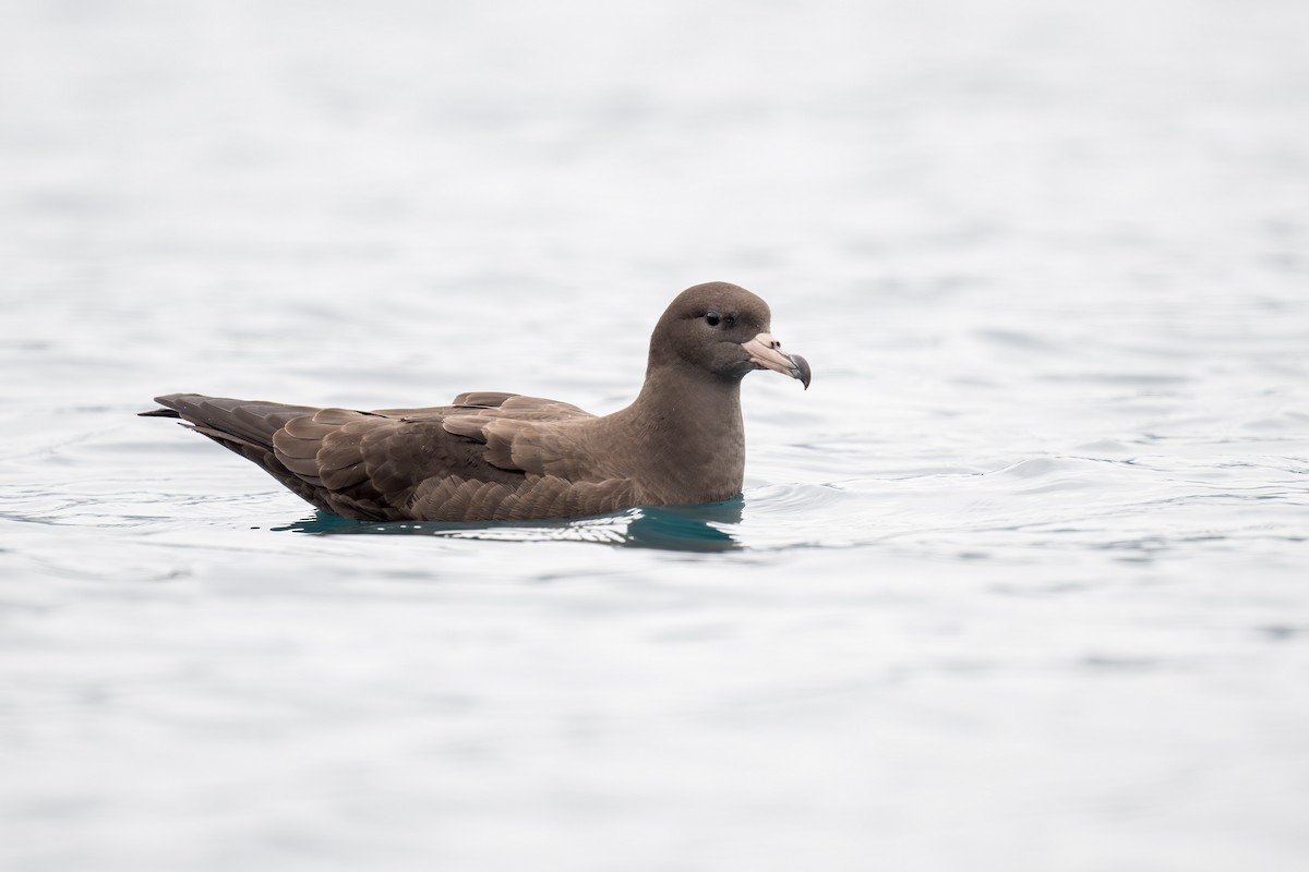 Flesh-footed Shearwater - ML622431615