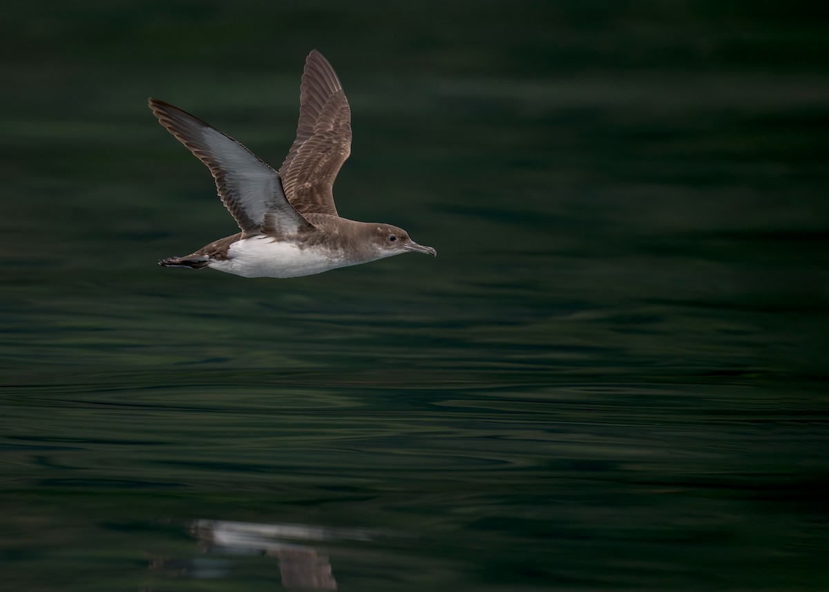 Fluttering Shearwater - ML622431619