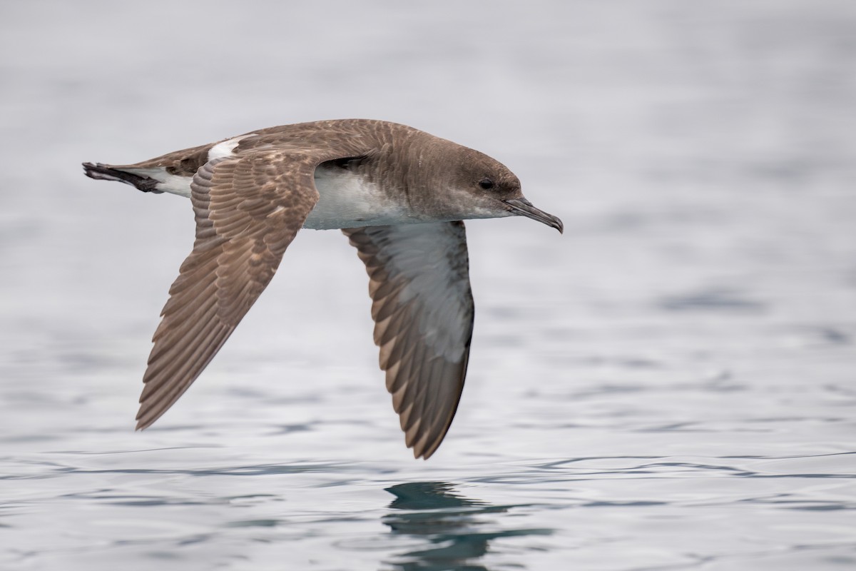 Fluttering Shearwater - ML622431620