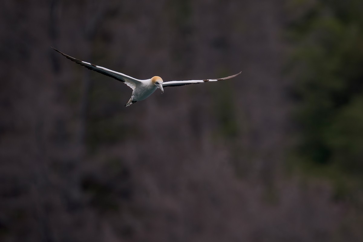 Australasian Gannet - ML622431623